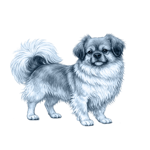 Tibetan Spaniel