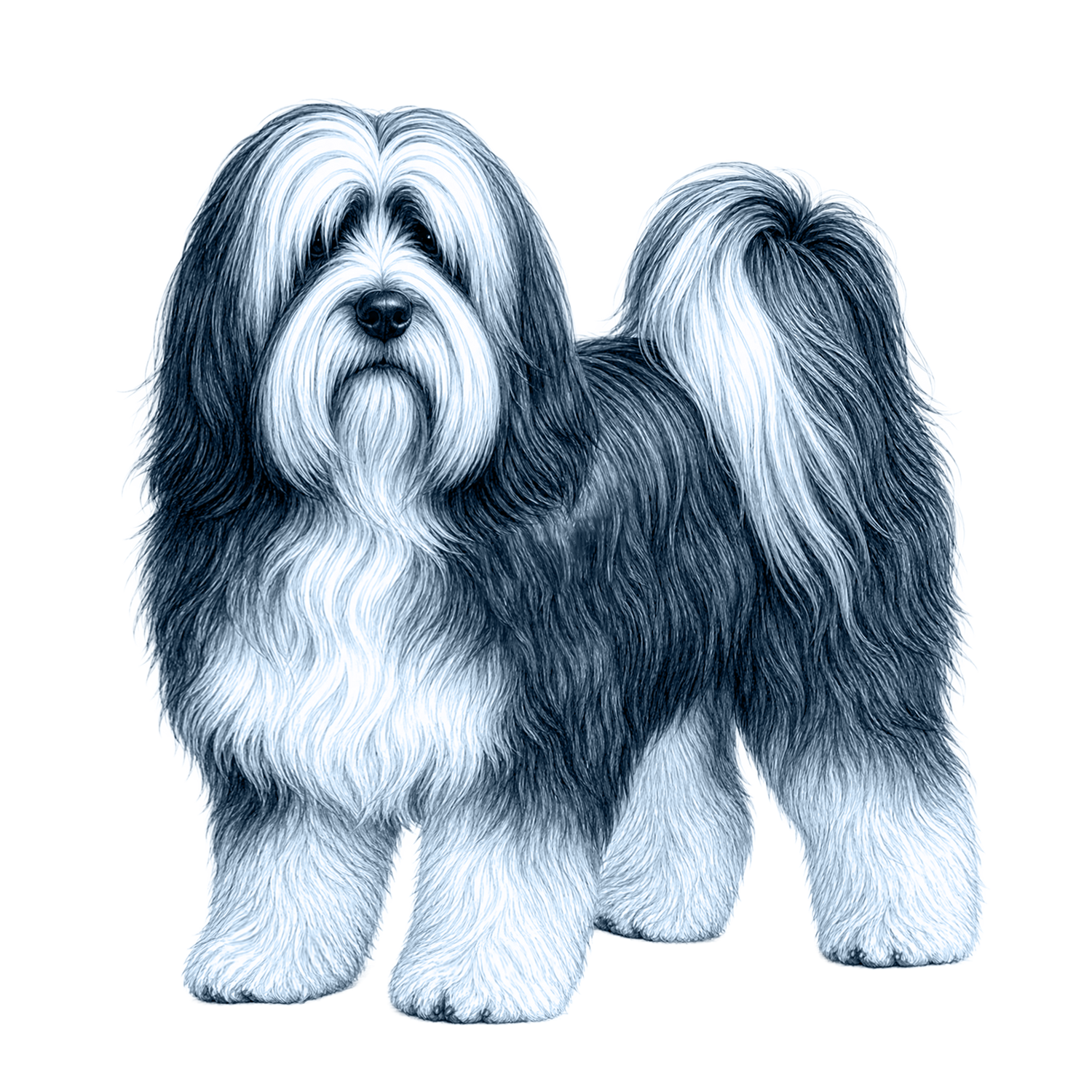Tibetan Terrier