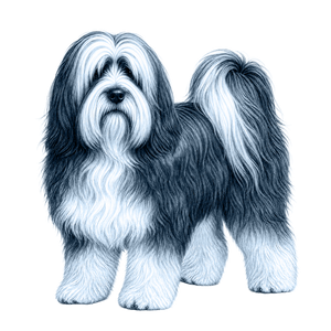 Tibetan Terrier