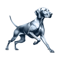 Vizsla toile