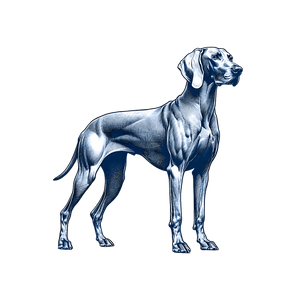 Weimaraner