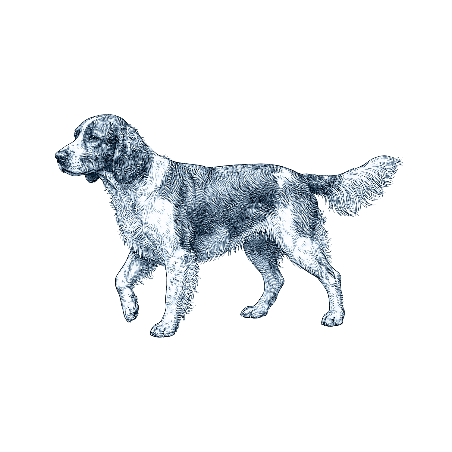 Welsh Springer Spaniel