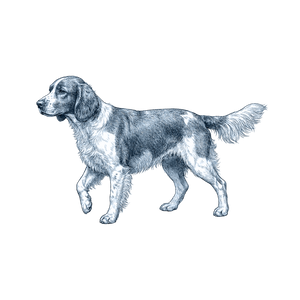 Welsh Springer Spaniel