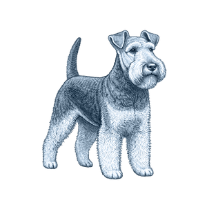 Welsh Terrier