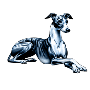 Whippet